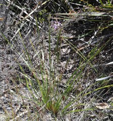 Stylidium violaceum