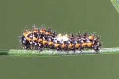 Papilio machaon sphyrus