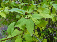 Syringa chinensis
