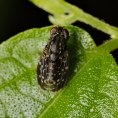 Phobeticomyia
