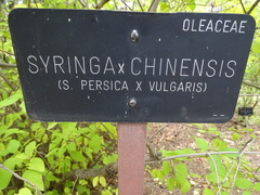 Syringa chinensis