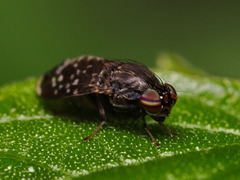 Phobeticomyia