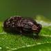 Phobeticomyia - Photo (c) portioid, μερικά δικαιώματα διατηρούνται (CC BY-SA), uploaded by portioid