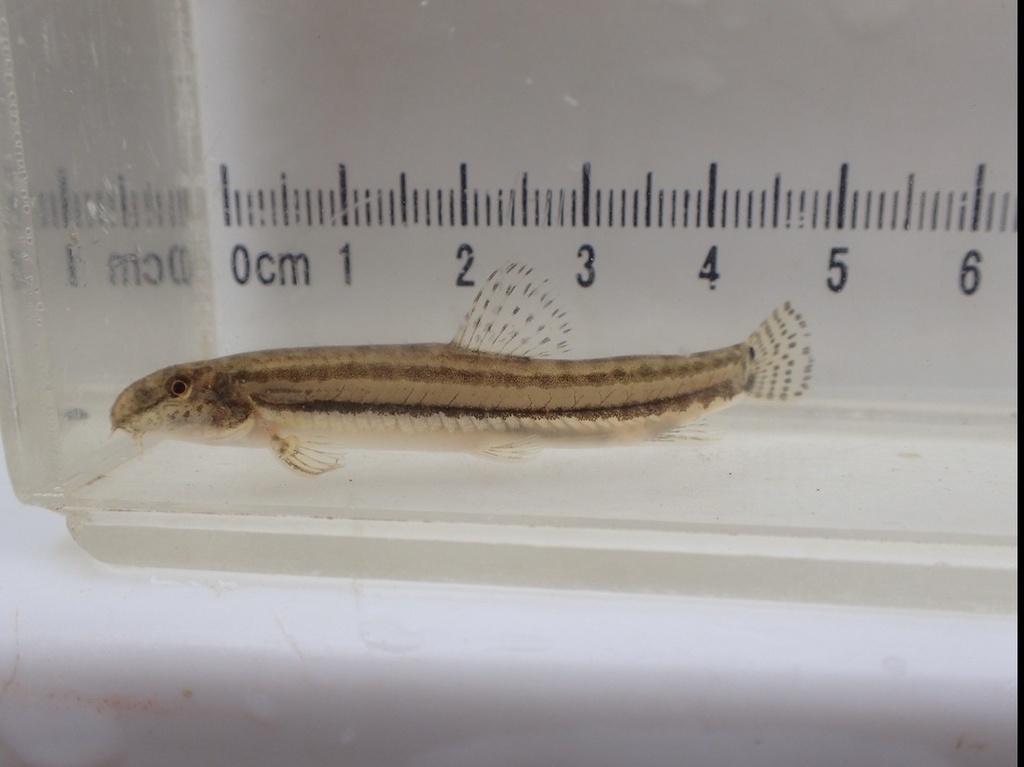 Small Stripe Spined Loach