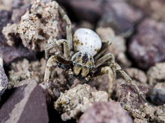 Stegodyphus lineatus