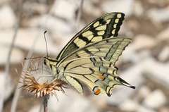Papilio machaon syriacus