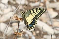 Papilio machaon syriacus