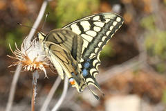 Papilio machaon syriacus