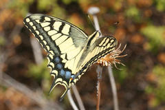 Papilio machaon syriacus