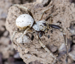 Stegodyphus lineatus