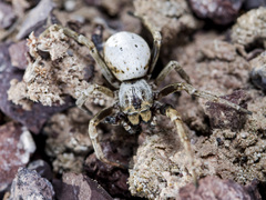 Stegodyphus lineatus