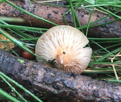 Desarmillaria tabescens image