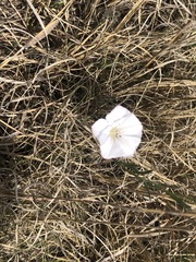 Convolvulus sagittatus