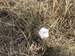 Convolvulus sagittatus