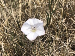 Convolvulus sagittatus