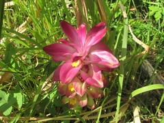 Curcuma zanthorrhiza