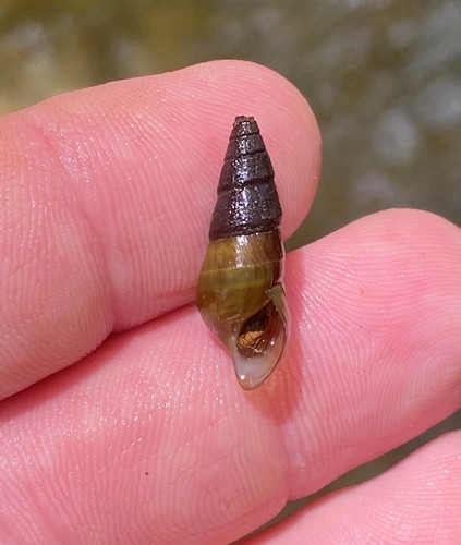 Elimia taitiana observed 2020-09-23