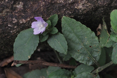 Strobilanthes tetrasperma