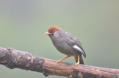 Pterorhinus mitratus