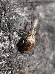 Trichopterapion holosericeum