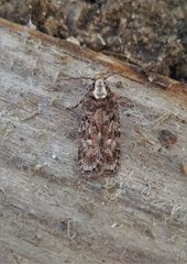 Depressaria chaerophylli