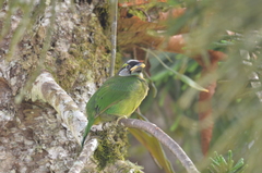 Psilopogon pyrolophus