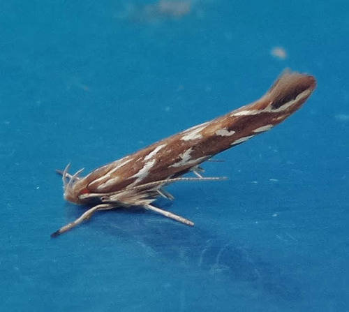 Pyroderces argyrogrammos