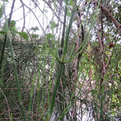 Equisetum ramosissimum var. ramosissimum image