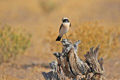 Oenanthe deserti