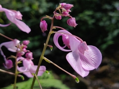 Impatiens maculata