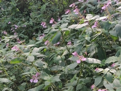 Impatiens maculata
