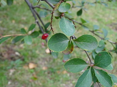Berberis koreana