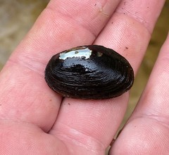 Toxolasma corvunculus