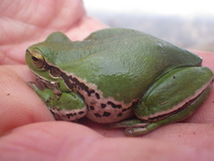 Hyla savignyi