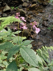 Impatiens maculata
