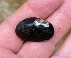 Toxolasma corvunculus