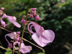 Impatiens maculata