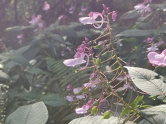 Impatiens maculata