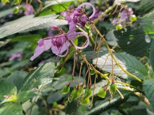 Image of Impatiens maculata by (c) T R Shankar Raman, some rights reserved (CC BY)