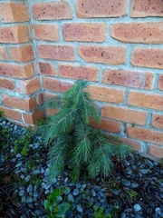 Cedrus deodara