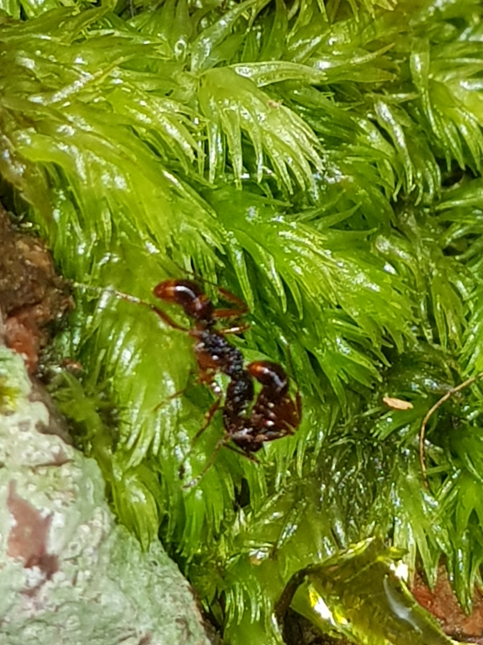 Rhytidoponera chalybaea