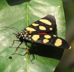 Heraclia africana