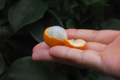 Strychnos angustiflora