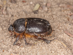 Temnorhynchus