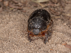 Temnorhynchus