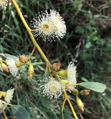 Eucalyptus incrassata