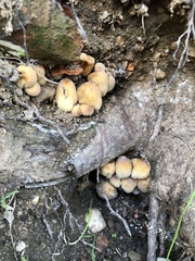 Coprinellus saccharinus