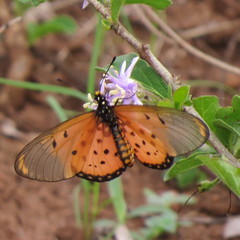 Acraea neobule