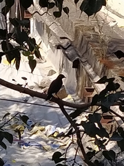 Acridotheres tristis