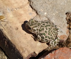 Bufotes viridis